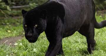 answer_image