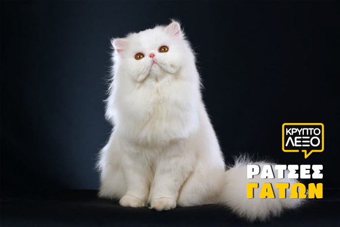 kouiz-kryptolexo-ratses-gatas