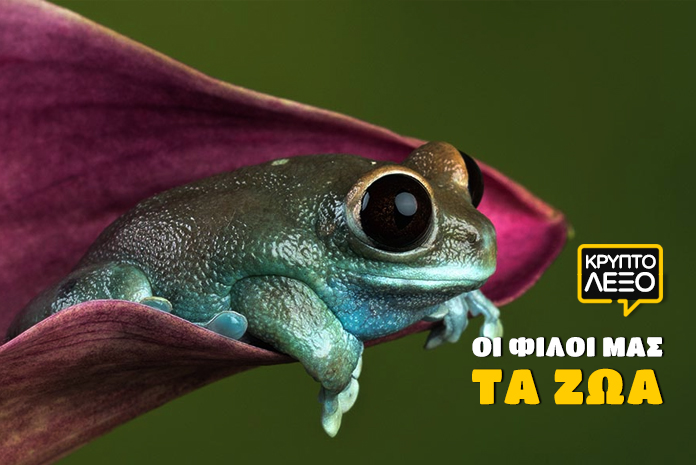 kryptolexo-oi-filoi-mas-ta-zoa